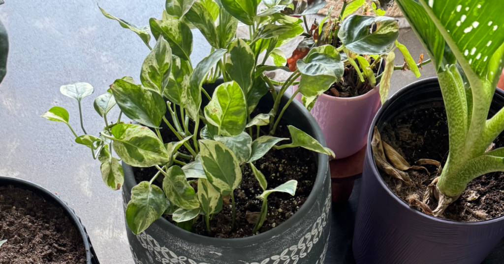 2 potted plants