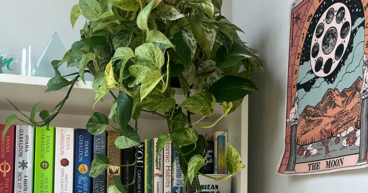 A plant on top of a book shelf